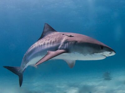 Starfield shark